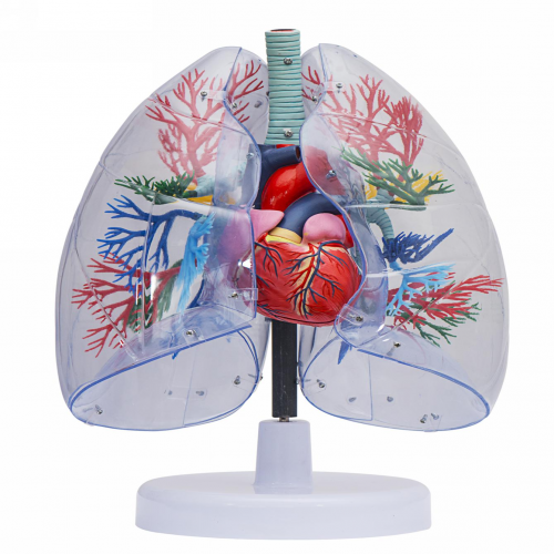 透明肺、氣管、支氣管連心臟模型